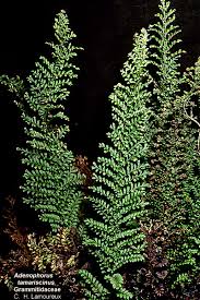 Image result for Adenocarpus mannii