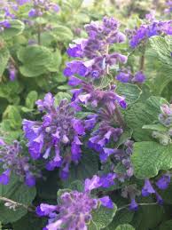 Image result for Nepeta