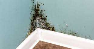 The Problems Deadly Mould And Damp Can Cause In Your Home And How To Prevent It North Wales Live