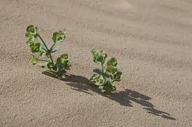 Image result for Arthraerua leubnitziae