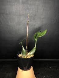 Image result for Oeceoclades saundersiana