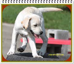 How Much Do Yellow Labs Cost Tips To Buy A Perfect Labrador 2021