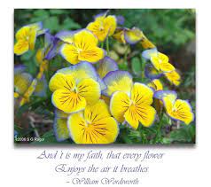 Quotes About Yellow Flowers Quotesgram Flower Quotes Flowers Yellow Flowers
