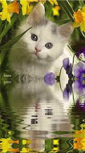 Animated Animals Animated Graphics Beautiful Animals Keefers Animals Beautiful Animated Animals Cute Cats