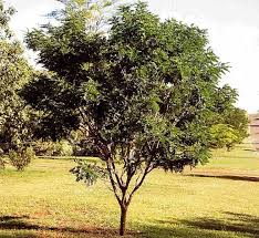 Image result for Calpurnia aurea