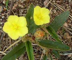 Image result for Melhania prostrata