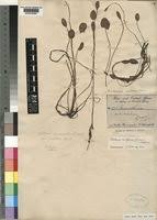 Image result for Caldesia parnassifolia