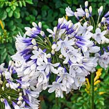 Spring Hill Nurseries Twister Lily Of The Nile Agapanthus Live Bareroot Perennial With White Flowers 3 Pack 89645 The Home Depot Agapanthus Plant Agapanthus African Lily