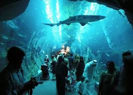 Dubai Akvaryumu Dubai Akvaryum Dubai Okyanus