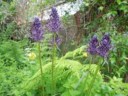 Image result for Phymaspermum