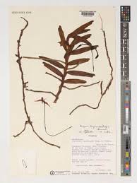 Image result for Rangaeris muscicola