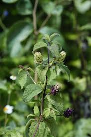 Image result for Lippia javanica