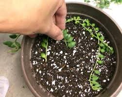 This is why terrariums and containers with no holes are not good for succulents. Why Is My String Of Pearls Plant Dying And How To Save It Succulent Plant Care