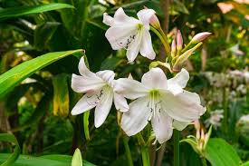 Image result for Crinum moorei