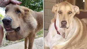 Dog Living with Salivary Tumor for 6 years Gets a Fresh New Start