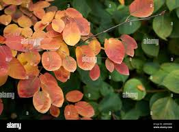 Image result for Amelanchier ovalis