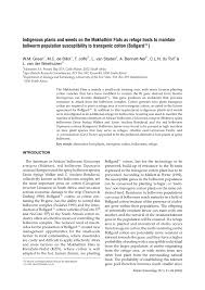 Image result for Cienfuegosia hildebrandtii