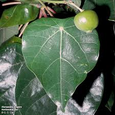 Image result for Hernandiaceae