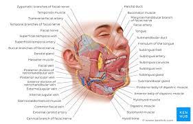 Parotid duct — n the duct of the parotid gland opening on the inner surface of the cheek opposite the second upper molar tooth called also stensen s duct * * * ductus parotideus … medical dictionary. Parotid Gland Anatomy Innervation And Clinical Aspects Kenhub