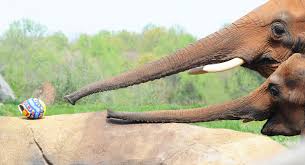 I need change for 100 rs it should not be 10 rs notes but it should contain 10 notes, any ideas? North Carolina Zoo Zooborns