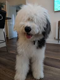 Oes Egon Sheep Dog Puppy English Sheepdog Puppy Old English Sheepdog Puppy