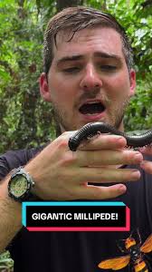 Exploring the Dangerous Funnel Web Spider