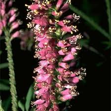 Image result for Ixora burundiensis