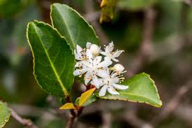 Image result for Heywoodia