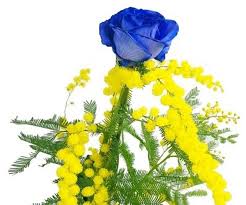 Nella scelta degli abbinamenti ci si può aiutare utilizzando come guida la ruota dei colori, un riepilogo schematico di tutte le possibili relazioni tra i colori. Una Bellissima Rosa Blu Con Mimosa Ben Confezionata
