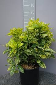 Image result for Aucuba