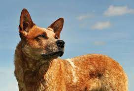Red Heeler Breed Information Facts And Pictures