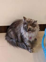 Maybe you would like to learn more about one of these? Cat Shop Near Me Lappy