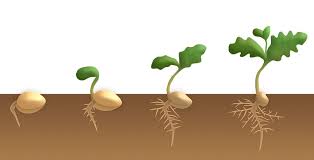 Akar berada pada bagian bawah yang biasanya berada di dalam tanah. Perbedaan Tumbuhan Monokotil Dan Dikotil Serta Contoh Jenisnya Semua Halaman Kids