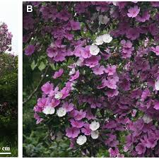Check spelling or type a new query. Floral Color Change And Retention Of Old Flowers In Tibouchina Pulchra Download Scientific Diagram