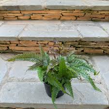 Image result for Pteris