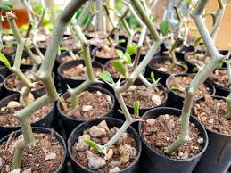 Image result for Persicaria madagascariensis