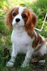 Short bio of prince charles. Cavalier King Charles Spaniel Hunderasse C Hundeseite De