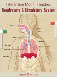 Interactive App That Teaches The Circulatory And Respiratory Systems