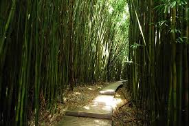 The bamboo forest, as the name suggests, is covered in bamboo. Grosser Bambuswald Bamboo Forest Maui Reisebewertungen Tripadvisor