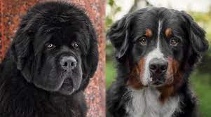 Check spelling or type a new query. Newfoundland Vs Bernese Mountain Dog Breed Differences Similarities