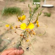 Image result for Cleome angustifolia