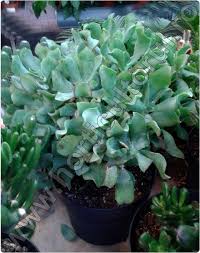 Gradina » plante si seminte. Crassula Arborele De Jad Ingrijire Inmultire Horticultorul Ro