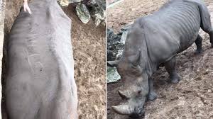Frankreich Die Menschen Respektieren Nichts Mehr Zoo Besucher Ritzen Namen In Nashorn