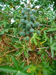 Image result for Ricinus
