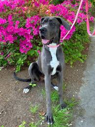 If you are looking to adopt or buy a great dane take a look here! Great Dane Rescue Of The Commonwealth