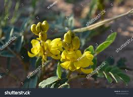 Image result for Senna italica