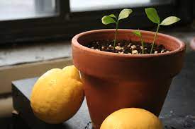 Leaves behind a thin and winding trail on the leaves. How To Grow A Lemon Tree From Seed Growing Wild