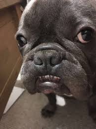 Look At This Little Monster Lol Love This Boy So Much My Little Man Your Dog French Bulldog Pets