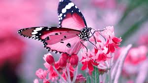 Download butterfly images free and use any clip art,coloring,png graphics in your website, document or presentation. 31 Pink Butterfly Wallpapers Wallpaperboat