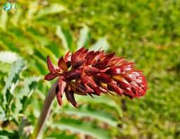 Image result for Melianthaceae